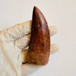 Massive Carcharodontosaurus Tooth – Rare Dinosaur Fossil from the Late Cretaceous - Image 2