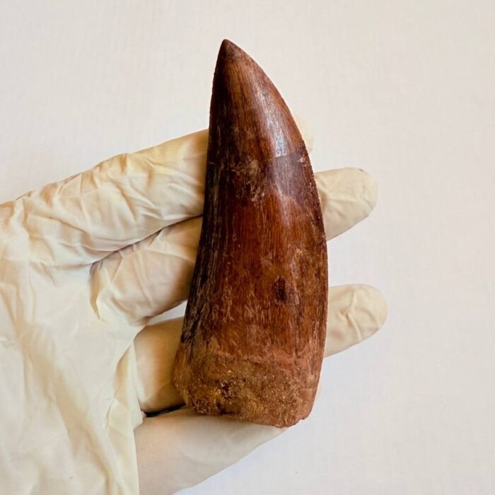 Massive Carcharodontosaurus Tooth – Rare Dinosaur Fossil from the Late Cretaceous - Image 2