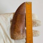Massive Carcharodontosaurus Tooth – Rare Dinosaur Fossil from the Late Cretaceous - Image 11