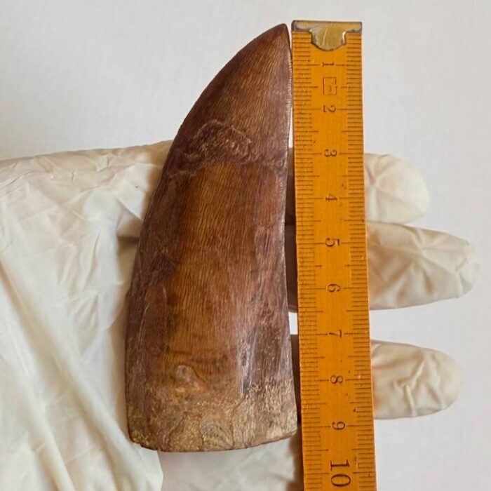 Massive Carcharodontosaurus Tooth – Rare Dinosaur Fossil from the Late Cretaceous - Image 11