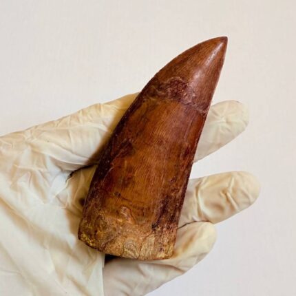 Massive Carcharodontosaurus Tooth – Rare Dinosaur Fossil from the Late Cretaceous