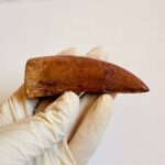 Massive Carcharodontosaurus Tooth – Rare Dinosaur Fossil from the Late Cretaceous - Image 4