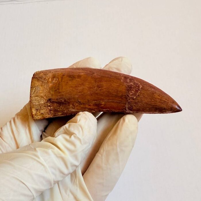 Massive Carcharodontosaurus Tooth – Rare Dinosaur Fossil from the Late Cretaceous - Image 4