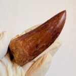 Massive Carcharodontosaurus Tooth – Rare Dinosaur Fossil from the Late Cretaceous - Image 5