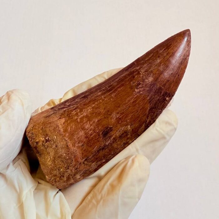 Massive Carcharodontosaurus Tooth – Rare Dinosaur Fossil from the Late Cretaceous - Image 5
