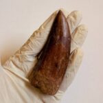 Massive Carcharodontosaurus Tooth – Rare Dinosaur Fossil from the Late Cretaceous - Image 6