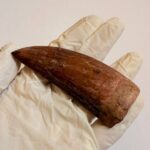 Massive Carcharodontosaurus Tooth – Rare Dinosaur Fossil from the Late Cretaceous - Image 7