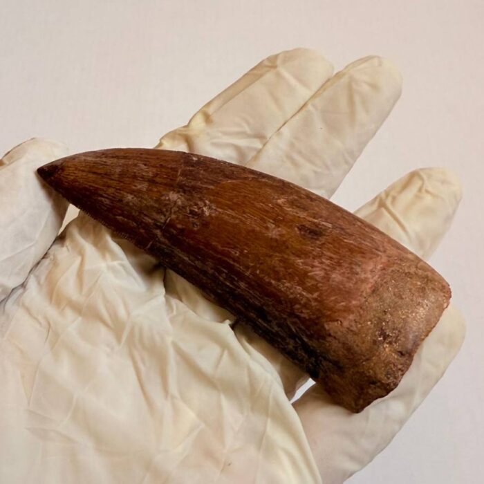 Massive Carcharodontosaurus Tooth – Rare Dinosaur Fossil from the Late Cretaceous - Image 7