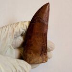Massive Carcharodontosaurus Tooth – Rare Dinosaur Fossil from the Late Cretaceous - Image 8