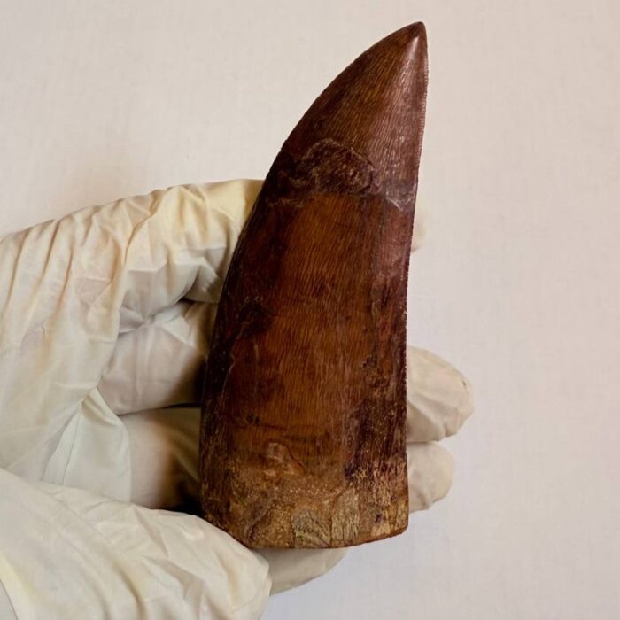 Massive Carcharodontosaurus Tooth – Rare Dinosaur Fossil from the Late Cretaceous - Image 8