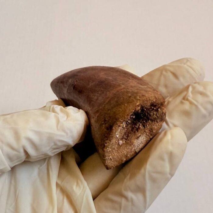 Massive Carcharodontosaurus Tooth – Rare Dinosaur Fossil from the Late Cretaceous - Image 9