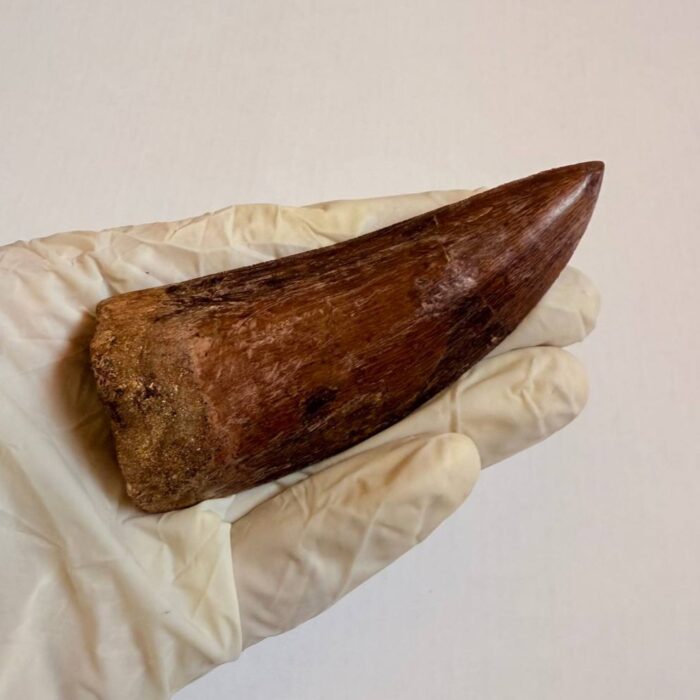 Massive Carcharodontosaurus Tooth – Rare Dinosaur Fossil from the Late Cretaceous - Image 10