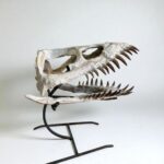 Plesiosaurus Skull Fossil – 40 cm Authentic Cretaceous Specimen - Image 2