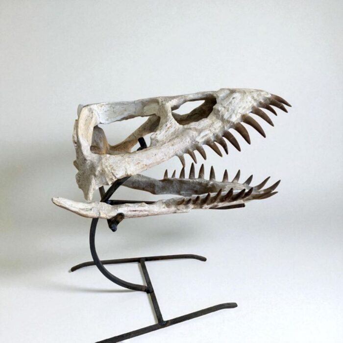 Plesiosaurus Skull Fossil – 40 cm Authentic Cretaceous Specimen - Image 2