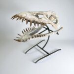 Plesiosaurus Skull Fossil – 40 cm Authentic Cretaceous Specimen - Image 3