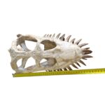 Plesiosaurus Skull Fossil – 40 cm Authentic Cretaceous Specimen - Image 5