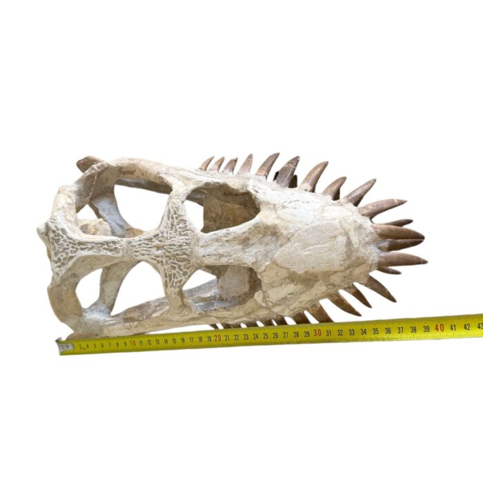 Plesiosaurus Skull Fossil – 40 cm Authentic Cretaceous Specimen - Image 5