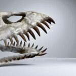 Plesiosaurus Skull Fossil – 40 cm Authentic Cretaceous Specimen - Image 7