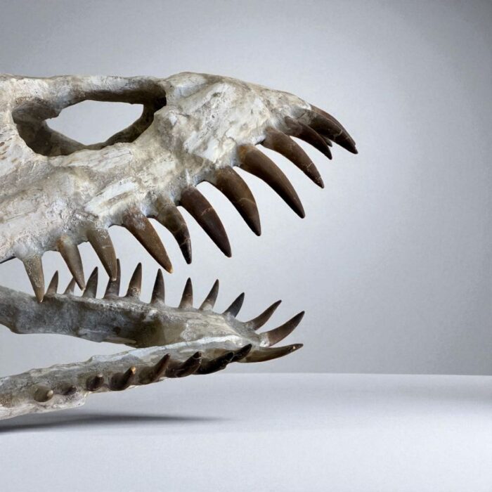 Plesiosaurus Skull Fossil – 40 cm Authentic Cretaceous Specimen - Image 7