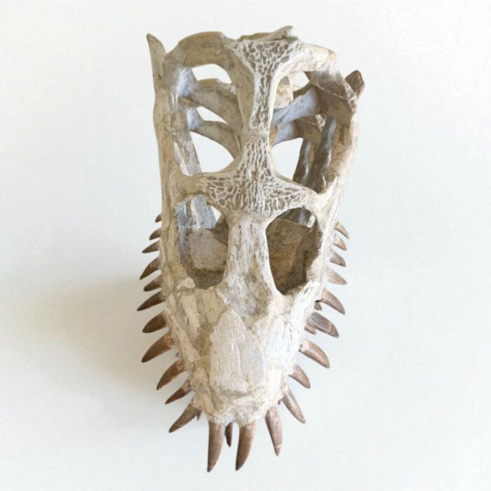 Plesiosaurus Skull Fossil – 40 cm Authentic Cretaceous Specimen - Image 8