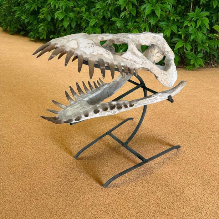 Plesiosaurus Skull Fossil – 40 cm Authentic Cretaceous Specimen - Image 9