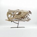 Plesiosaurus Skull Fossil – 40 cm Authentic Cretaceous Specimen - Image 10