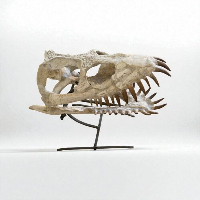 Plesiosaurus Skull Fossil – 40 cm Authentic Cretaceous Specimen - Image 10