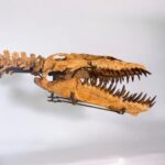 Zarafasaura oceanis – 5m plesiosaurus skeleton , museum-quality marine reptile - Image 3