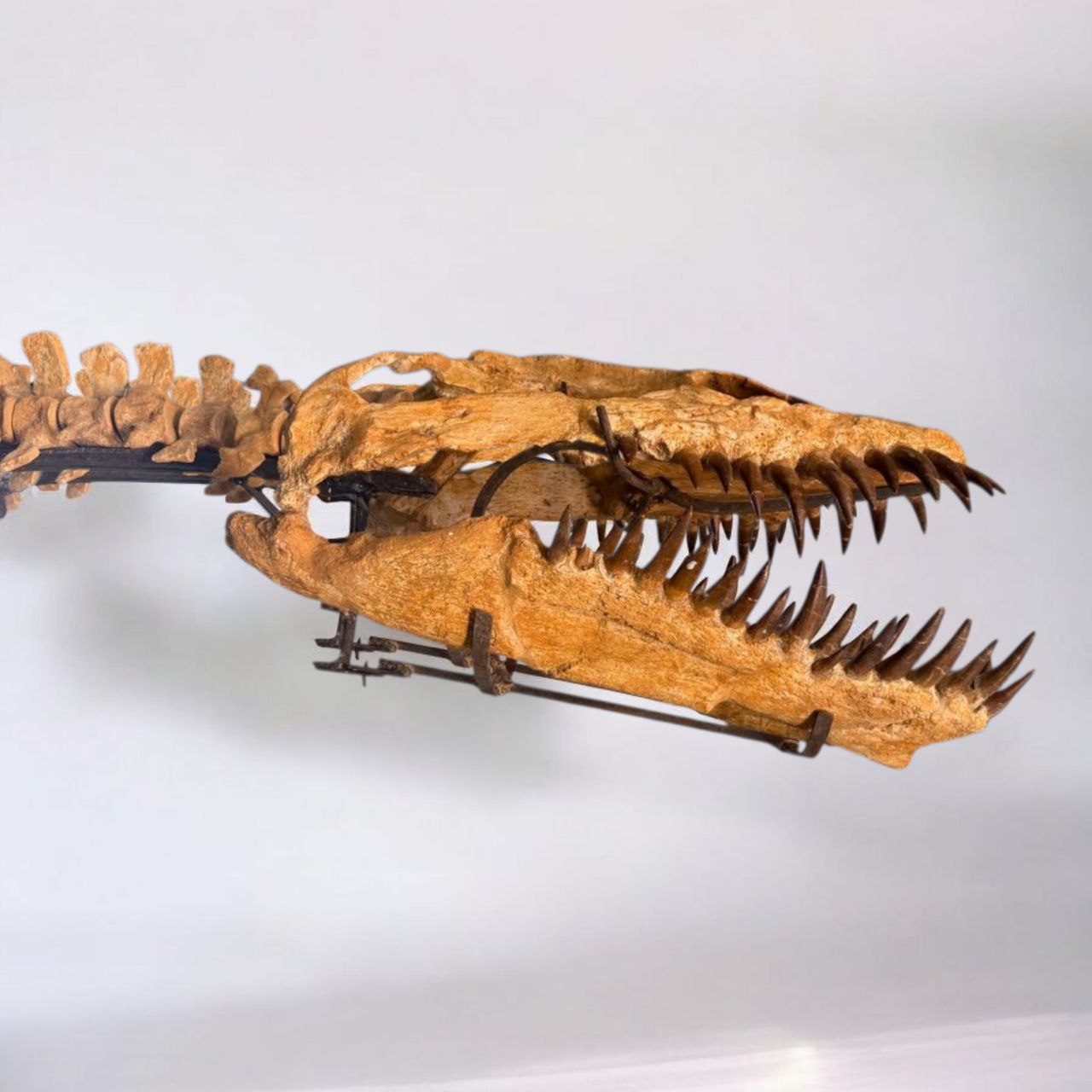 Authentic-plesiosaurus-skeleton-fossil-for-sale-morocco (1) Zarafasaura oceanis – 5m plesiosaurus skeleton , museum-quality marine reptile - Image 3