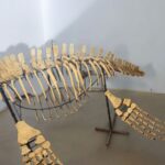 Zarafasaura oceanis – 5m plesiosaurus skeleton , museum-quality marine reptile - Image 12