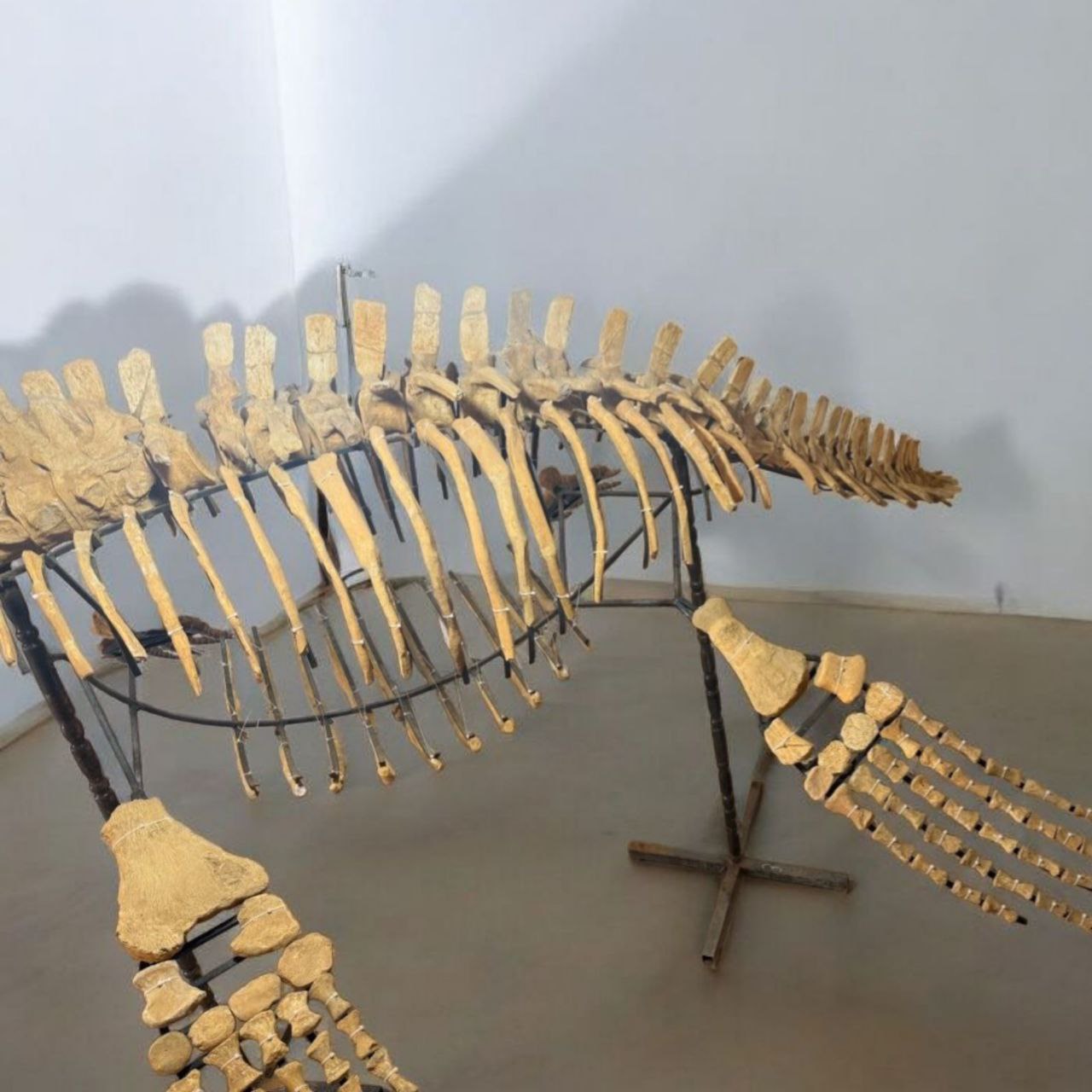Authentic-plesiosaurus-skeleton-fossil-for-sale-morocco (11) Zarafasaura oceanis – 5m plesiosaurus skeleton , museum-quality marine reptile - Image 12
