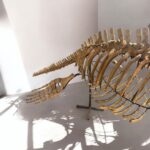 Zarafasaura oceanis – 5m plesiosaurus skeleton , museum-quality marine reptile - Image 13