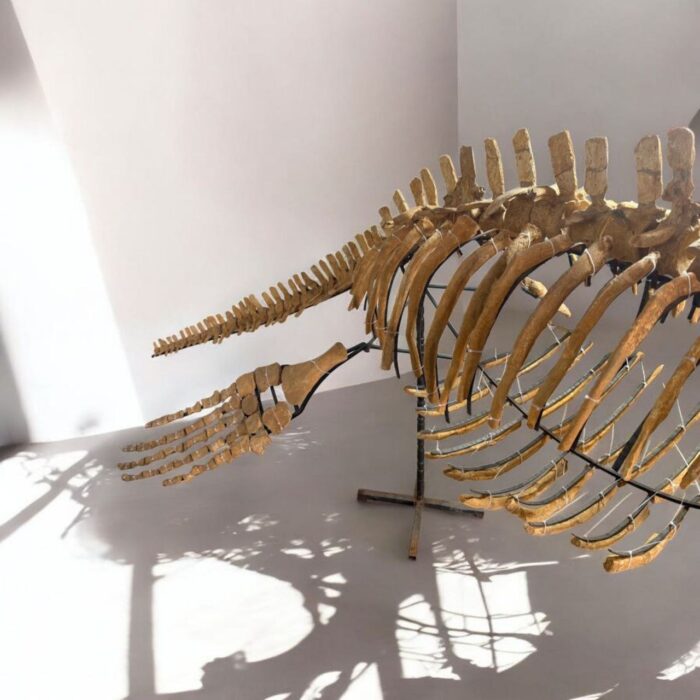 Zarafasaura oceanis – 5m plesiosaurus skeleton , museum-quality marine reptile - Image 13