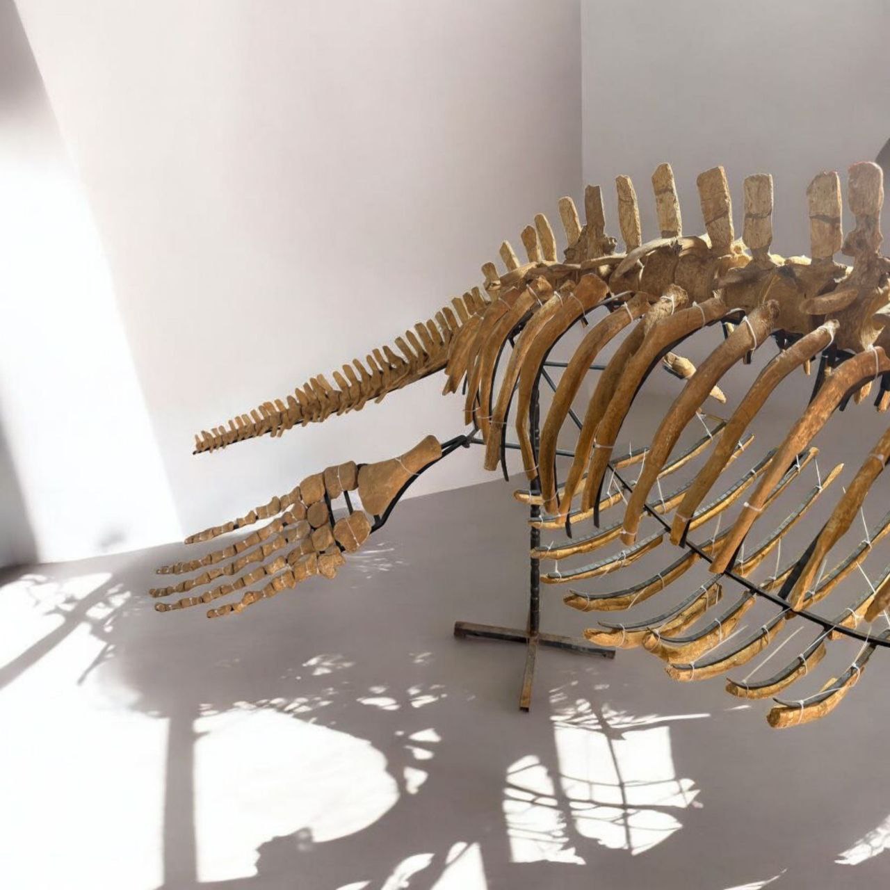 Authentic-plesiosaurus-skeleton-fossil-for-sale-morocco (12) Zarafasaura oceanis – 5m plesiosaurus skeleton , museum-quality marine reptile - Image 13