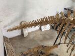 Zarafasaura oceanis – 5m plesiosaurus skeleton , museum-quality marine reptile - Image 14