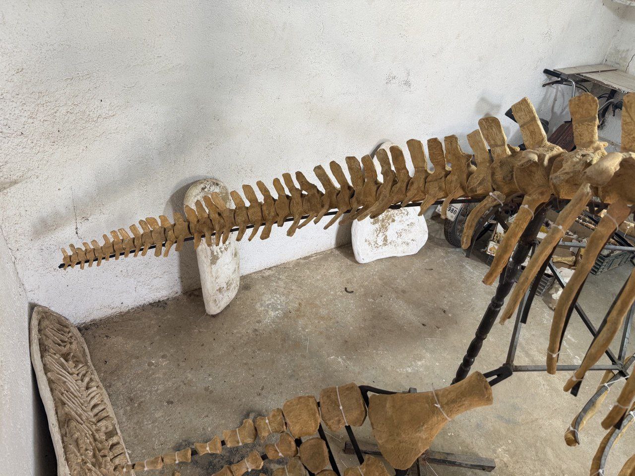 Authentic-plesiosaurus-skeleton-fossil-for-sale-morocco (13) Zarafasaura oceanis – 5m plesiosaurus skeleton , museum-quality marine reptile - Image 14