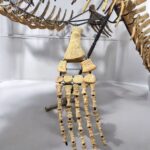 Zarafasaura oceanis – 5m plesiosaurus skeleton , museum-quality marine reptile - Image 15
