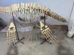 Zarafasaura oceanis – 5m plesiosaurus skeleton , museum-quality marine reptile - Image 4
