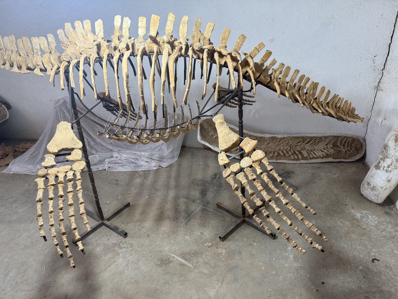 Authentic-plesiosaurus-skeleton-fossil-for-sale-morocco (2) Zarafasaura oceanis – 5m plesiosaurus skeleton , museum-quality marine reptile - Image 4