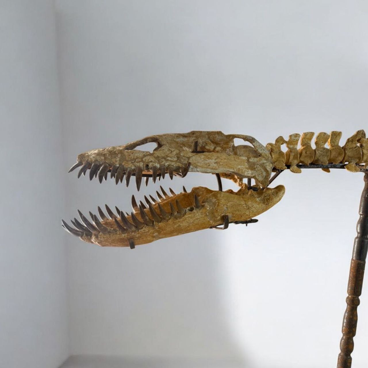 Authentic-plesiosaurus-skeleton-fossil-for-sale-morocco (3) Zarafasaura oceanis – 5m plesiosaurus skeleton , museum-quality marine reptile - Image 5