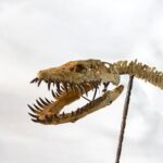 Zarafasaura oceanis – 5m plesiosaurus skeleton , museum-quality marine reptile