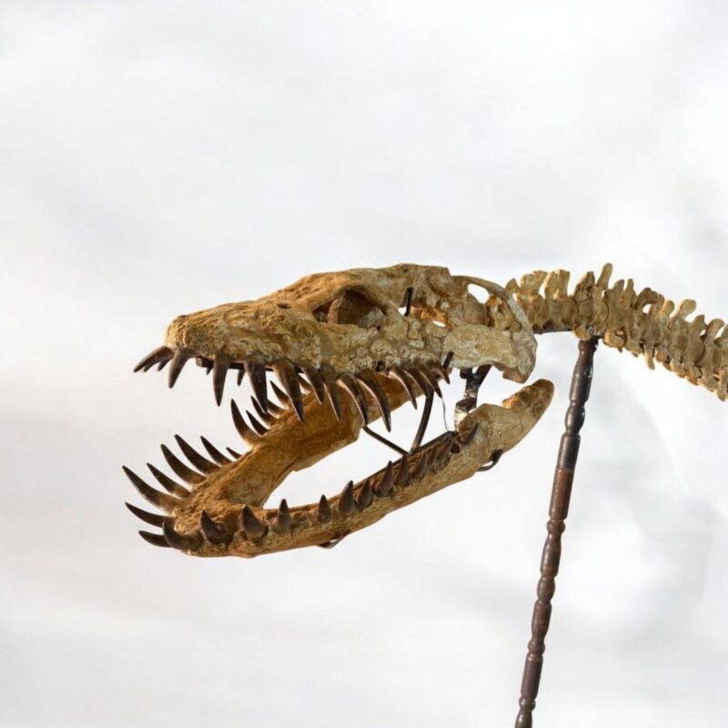 Zarafasaura oceanis – 5m plesiosaurus skeleton , museum-quality