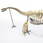 Zarafasaura oceanis – 5m plesiosaurus skeleton , museum-quality marine reptile - Image 7
