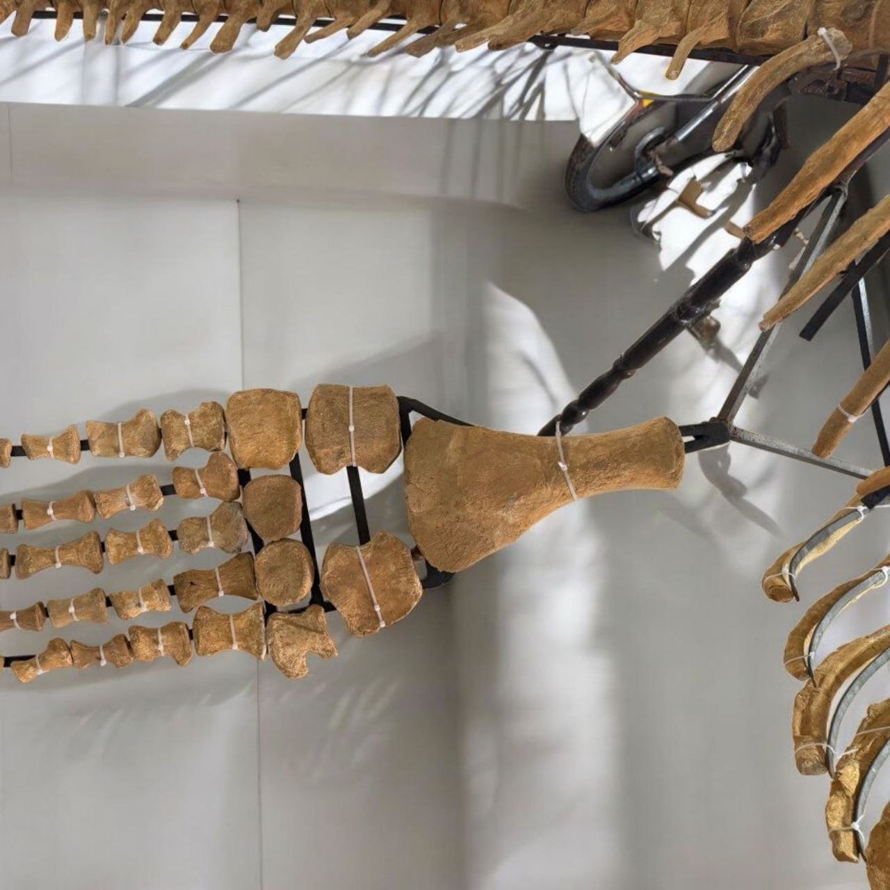 Authentic-plesiosaurus-skeleton-fossil-for-sale-morocco (7) Zarafasaura oceanis – 5m plesiosaurus skeleton , museum-quality marine reptile - Image 8