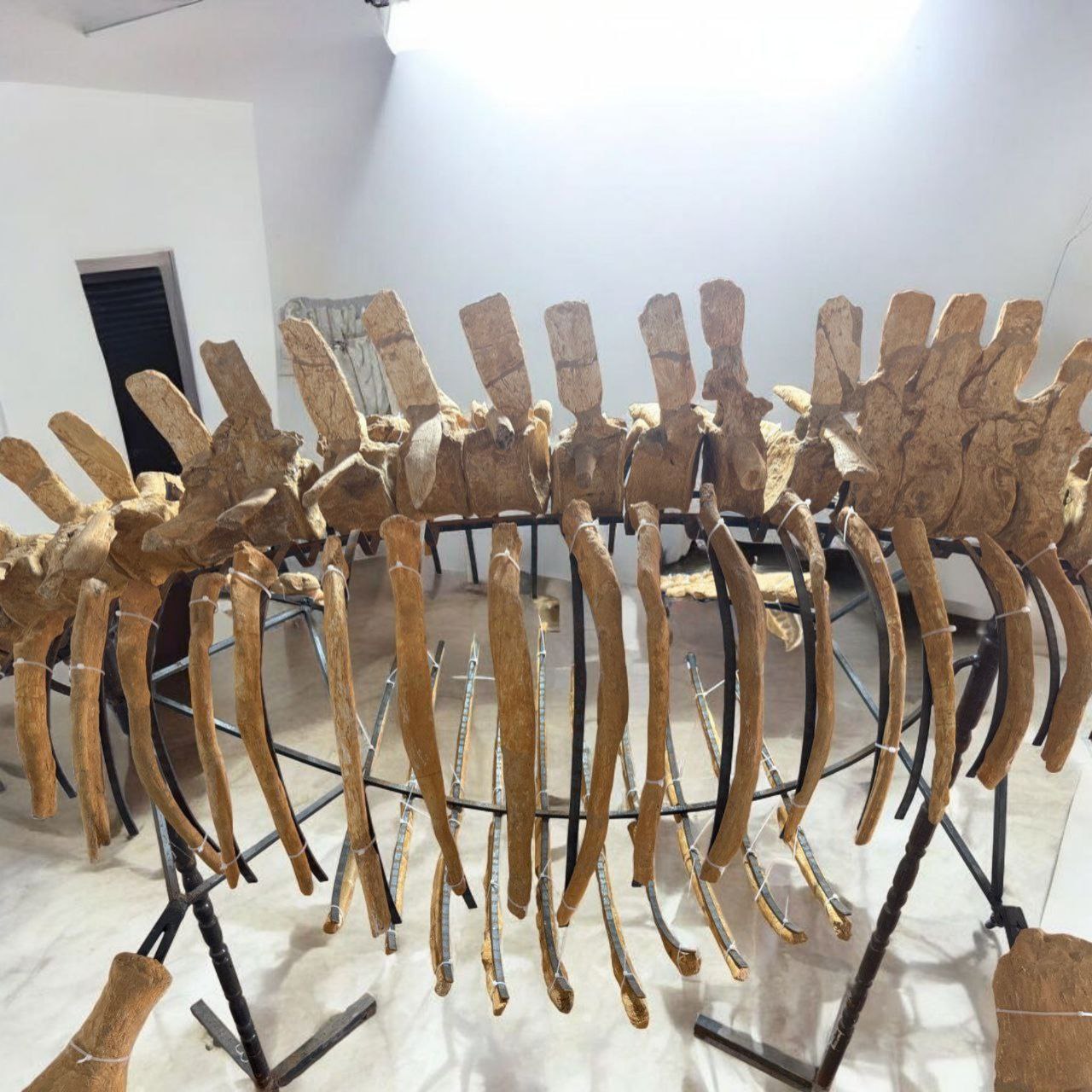 Authentic-plesiosaurus-skeleton-fossil-for-sale-morocco (8) Zarafasaura oceanis – 5m plesiosaurus skeleton , museum-quality marine reptile - Image 9