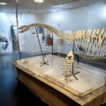 Zarafasaura oceanis – 5m plesiosaurus skeleton , museum-quality marine reptile - Image 10