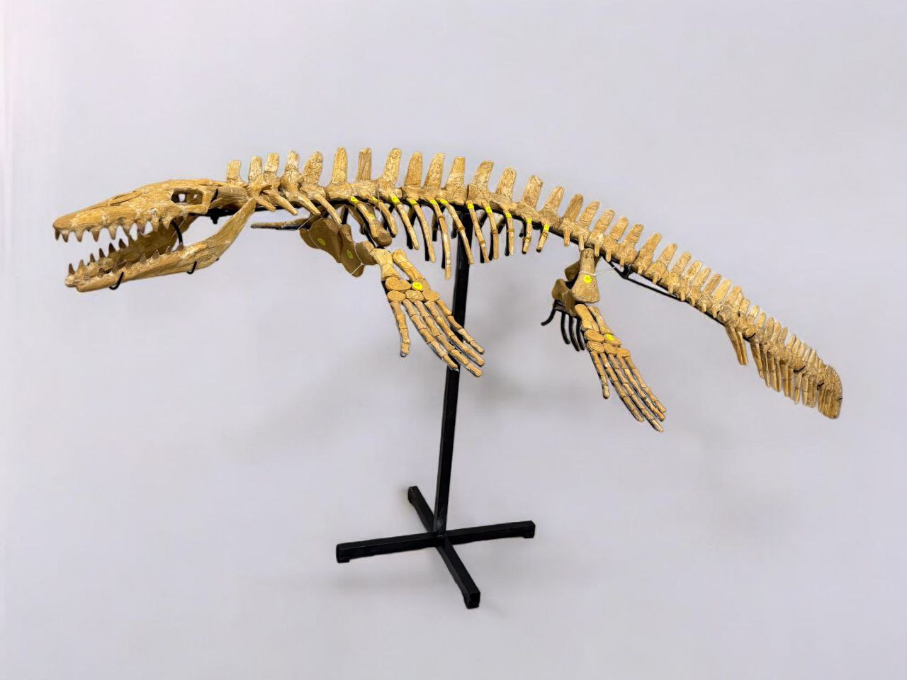 Mosasaur SKELETON Specimen Fossils Cretaceous Period in morocco 86.6" - Image 2