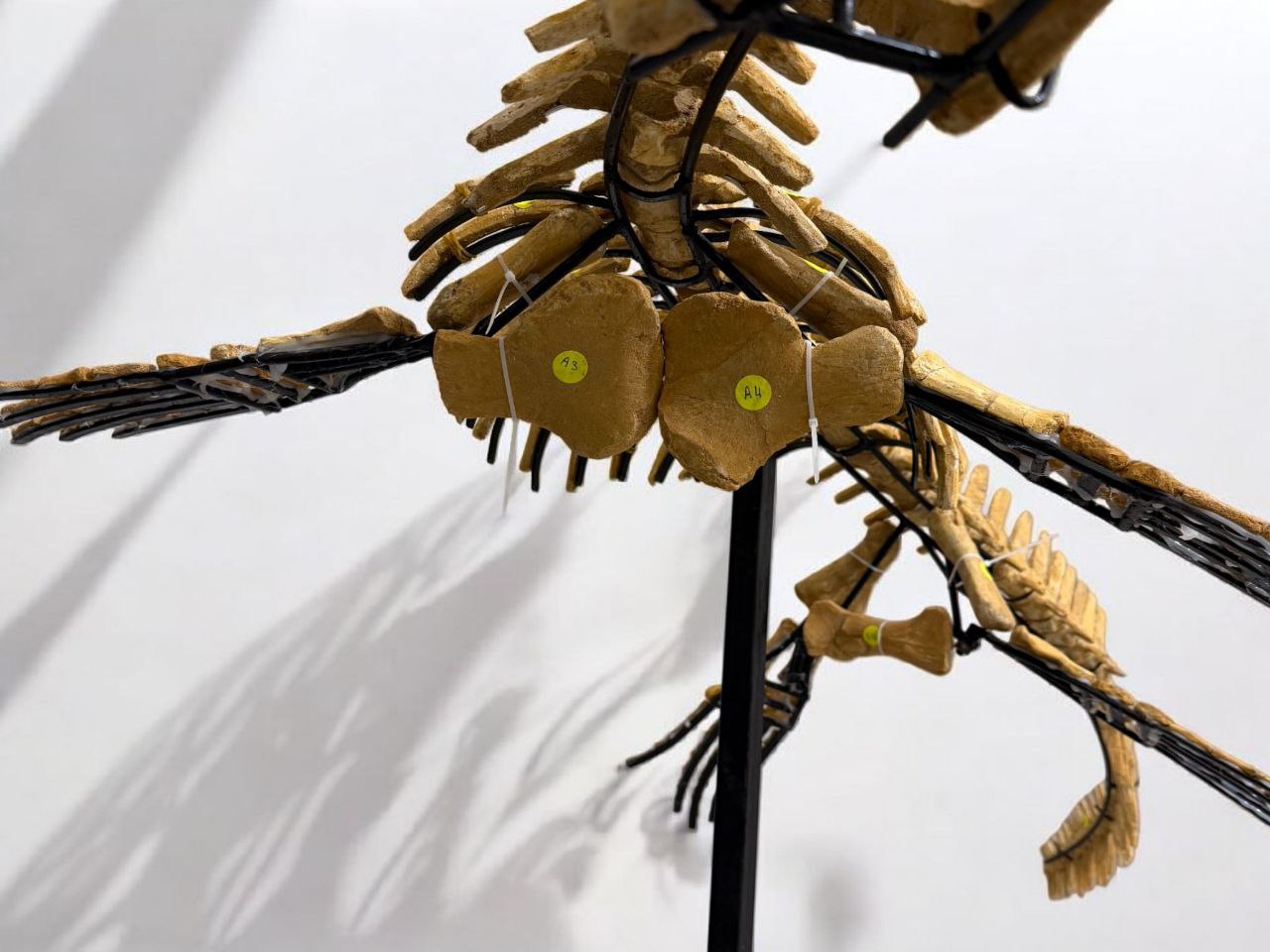 Mosasaur SKELETON Specimen Fossils Cretaceous Period in morocco 86.6" - Image 12