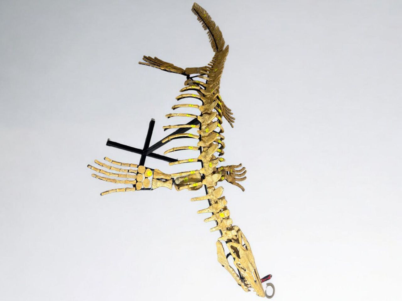 Mosasaur SKELETON Specimen Fossils Cretaceous Period in morocco 86.6" - Image 4