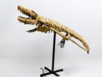 Mosasaur SKELETON Specimen Fossils Cretaceous Period in morocco 86.6"